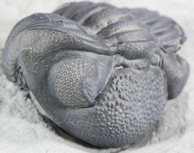 Enrolled Eldredgeops (Phacops) Trilobite - New York #50289